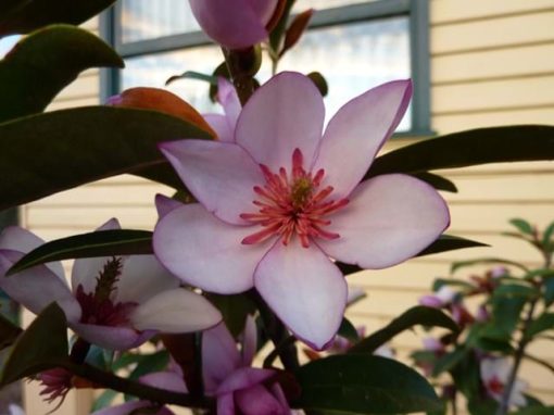 Magnolia laevifolia Pink Pearl 200mm