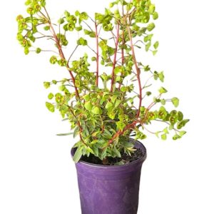 Euphorbia Rudolph 140mm