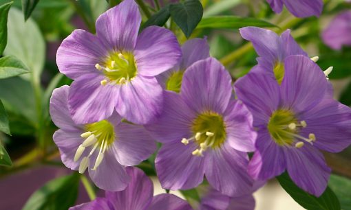 POLEMONIUM LAMBROOK MAUVE 150MM