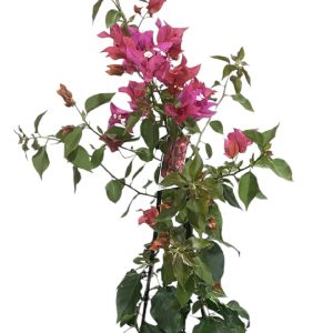 Bougainvillea Crimson Jewel 200mm