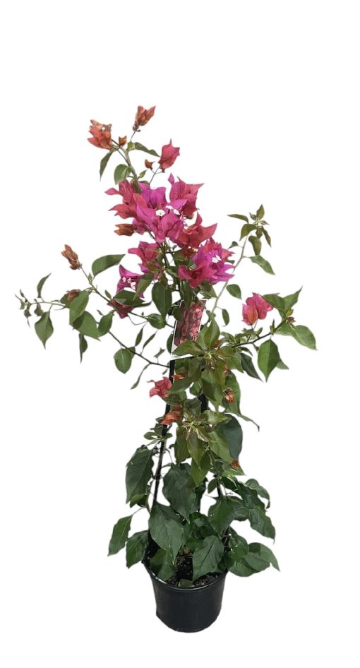 Bougainvillea Crimson Jewel 200mm