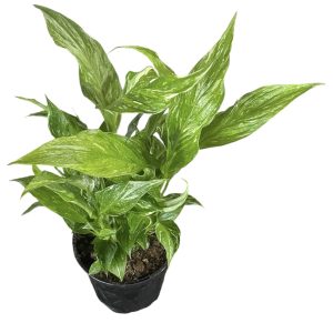 Spathiphyllum Floribundum Domino 130mm