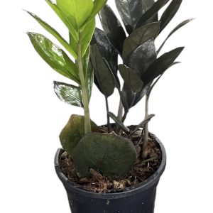 Zamioculcas Zamifolia Jungle Warrior 130mm