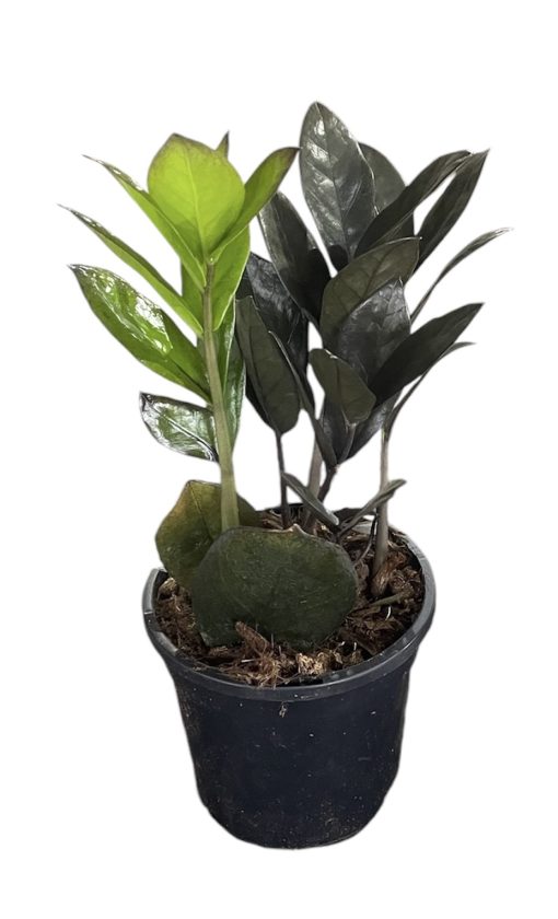 Zamioculcas Zamifolia Jungle Warrior 130mm