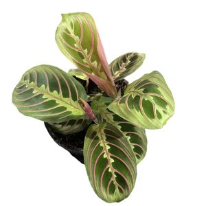 Maranta Leuconeura Red Vein 130mm