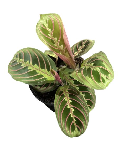 Maranta Leuconeura Red Vein 130mm