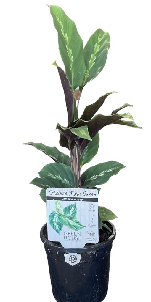 Calathea Louisae Maui Queen 170mm