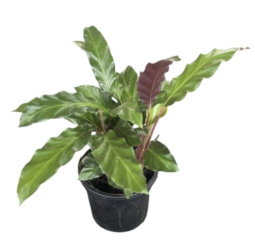 Calathea Rufibarba Furry Feather 200mm