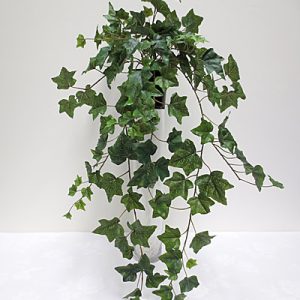 English Ivy Hanging Bush 100cm