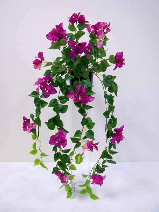 Bougainvillea Hanging Bush Purple 82cm