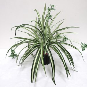 Spider Plant Bush 47cm