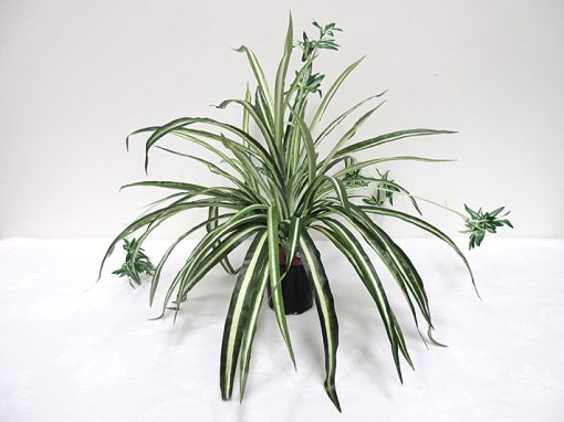 Spider Plant Bush 47cm