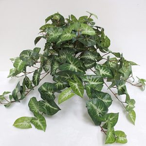 Syngonium Hanging Bush Small 52cm