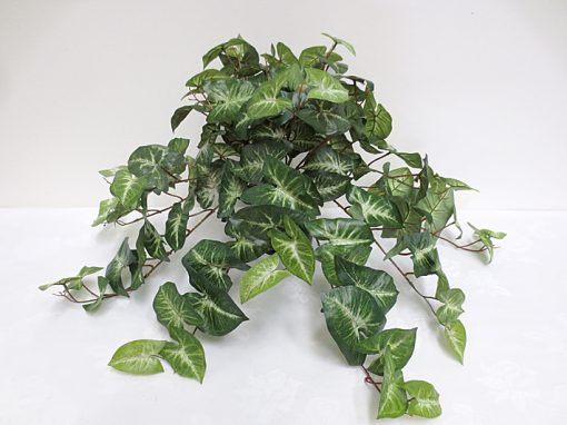 Syngonium Hanging Bush Small 52cm