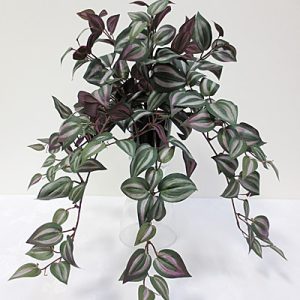 Wandering Jew Hanging Bush 50cm