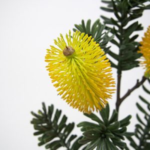 Banksia Marginata Spray 66cm