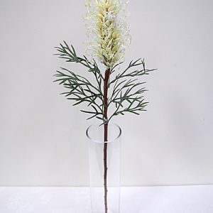 Grevillea Spray Cream 82cm