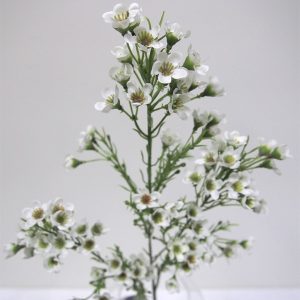 Waxflower Spray 68cm