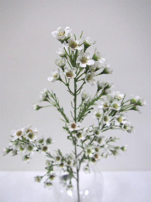 Waxflower Spray 68cm