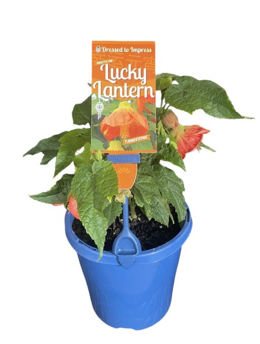 Abutilon Tangerine Chinese Lantern 140mm