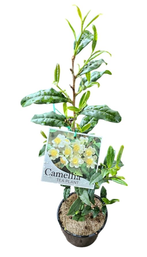 CAMELLIA TEA TIME SINENSIS 140MM