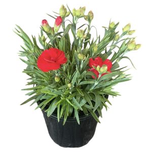 Dianthus Adorable 140mm
