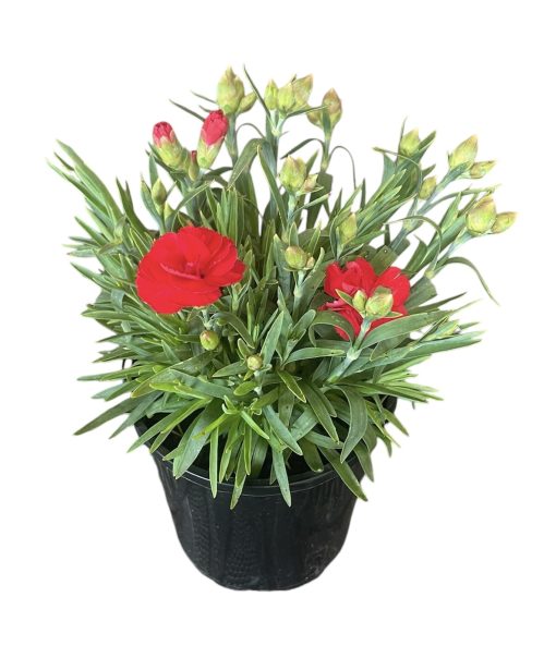 Dianthus Adorable 140mm