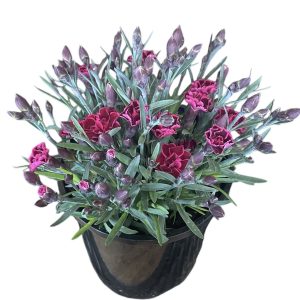 Carnation Viva Magenta 140mm