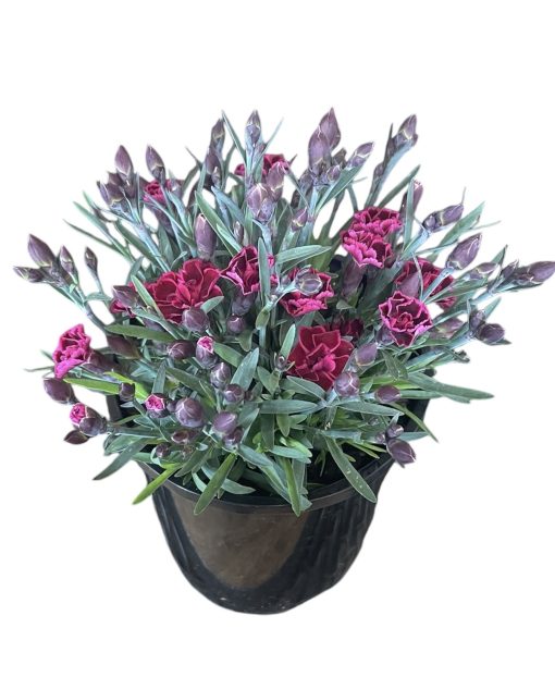 Carnation Viva Magenta 140mm
