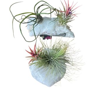 Tillandsia Crystal E Size