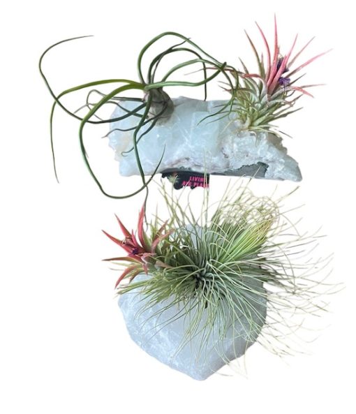 Tillandsia Crystal E Size