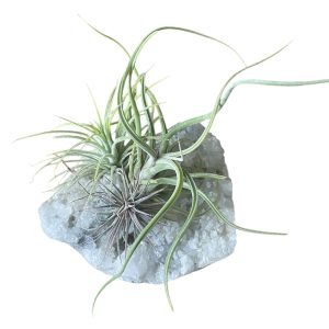 Tillandsia Crystal G Size