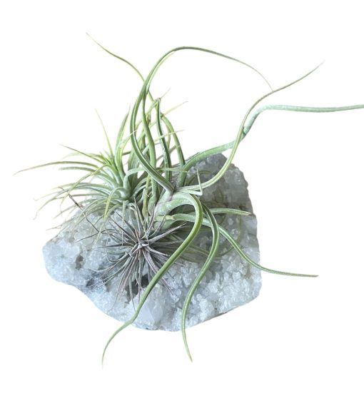 Tillandsia Crystal G Size