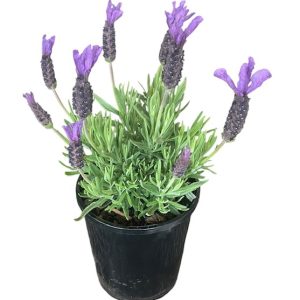 Lavender Javelin Forte Purple 200mm