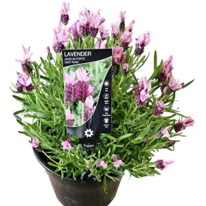 Lavender Javelin Forte Deep Rose 200mm