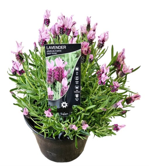 Lavender Javelin Forte Deep Rose 200mm