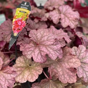 HEUCHERA BERRY SMOOTHIE 170MM