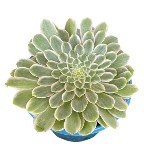 AEONIUM EMERALD ICE 130MM