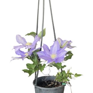 CLEMATIS ICE BLUE 200MM