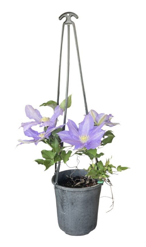 CLEMATIS ICE BLUE 200MM