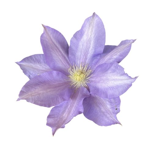 CLEMATIS ICE BLUE 200MM