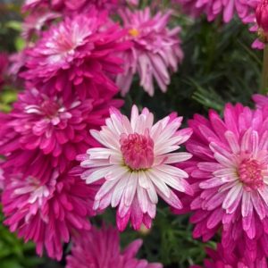 Argyranthemum Colossus Raspberry Ice 150mm