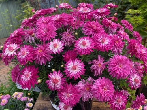 Argyranthemum Colossus Raspberry Ice 150mm