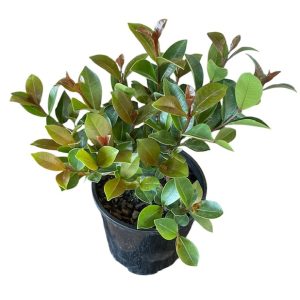 Syzygium Australe Cinnamon Twist 140mm