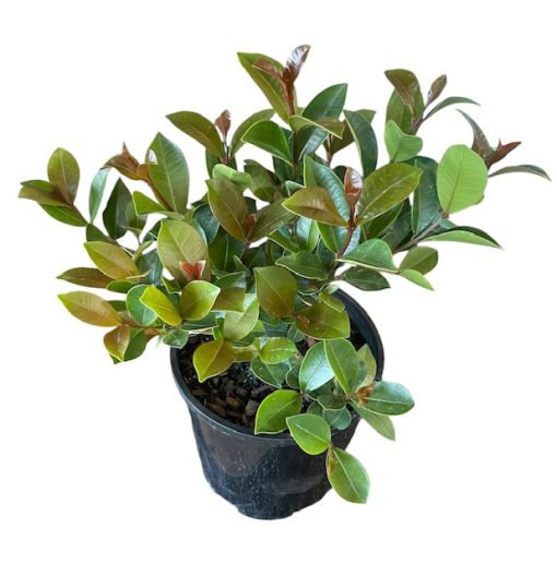 Syzygium Australe Cinnamon Twist 140mm