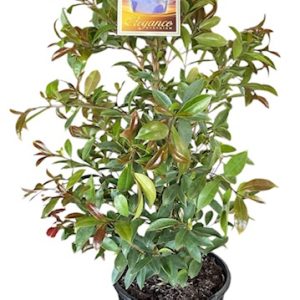 Syzygium Australe Elegance 200mm