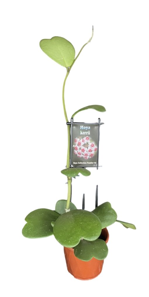 Hoya Kerrii No. 23