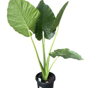 ALOCASIA MACRORRHIZA ELEPHANT EAR300mm