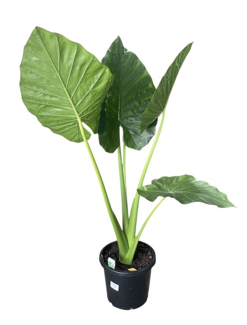 ALOCASIA MACRORRHIZA ELEPHANT EAR300mm