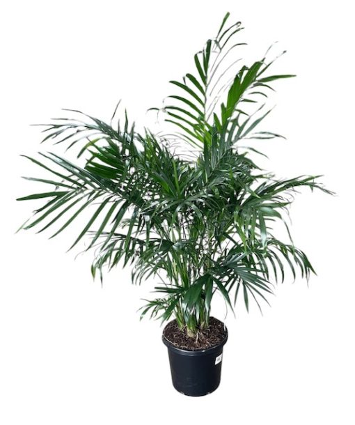 CHAMAEDOREA ATROVIRENS CASCADE PALM 300MM